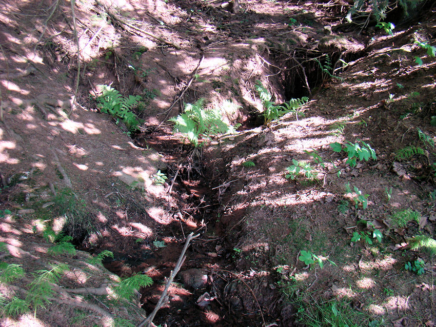 prameniště bez jména (1227) - květen 2009