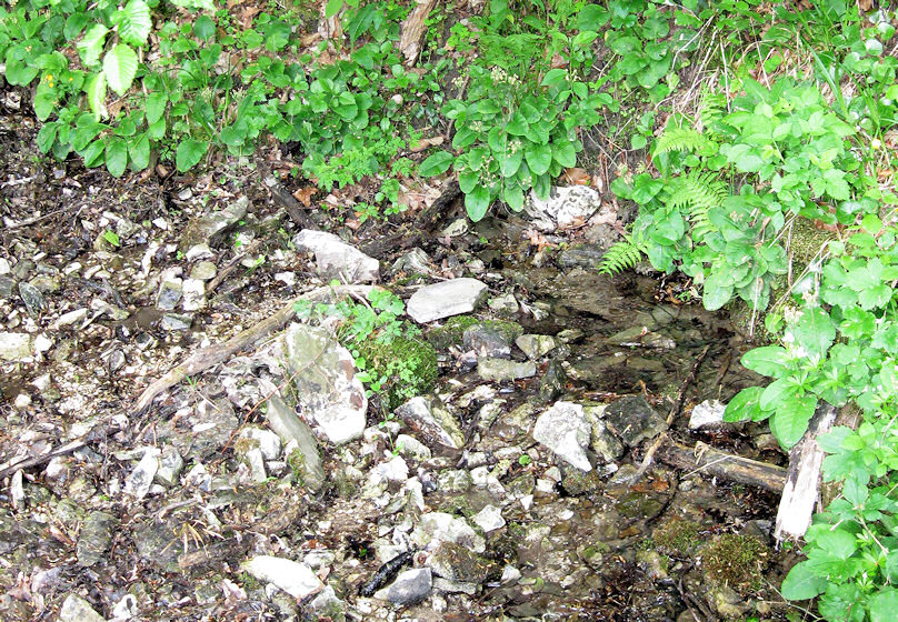 Srnčí pramen (1261) - květen 2009
