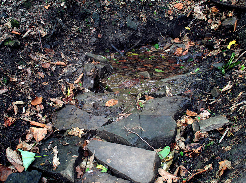 studánka U Studny (1396) - červen 2009