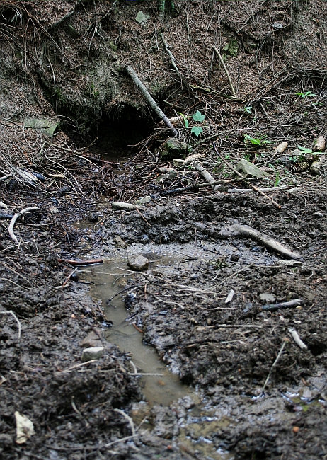 pramen Vývěry nad lomem (1443) - červen 2009