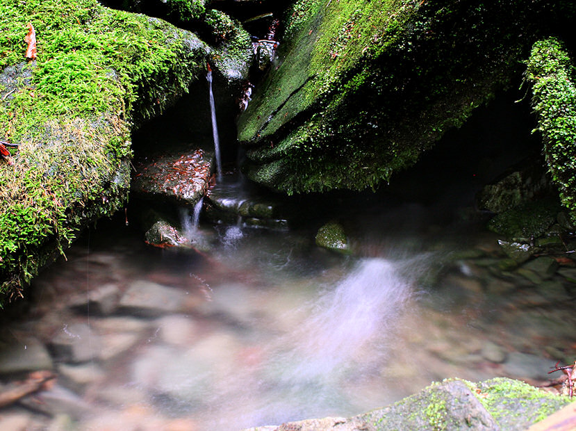 pramen V Břestovském (1469) - červen 2009