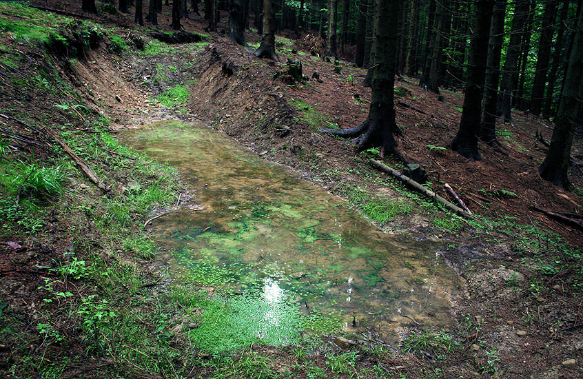 Skřítkův pramen (1472) - červen 2009
