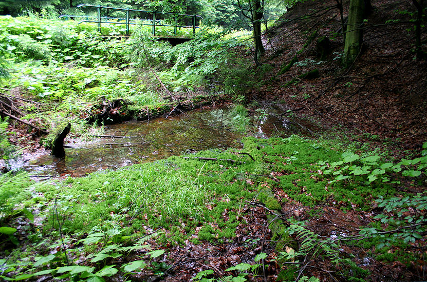 pramen U Panské nádrže (1473) - červen 2009