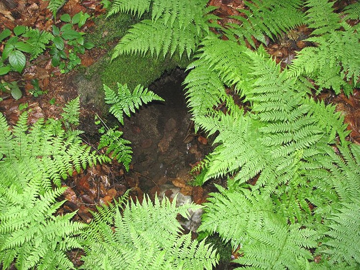 studánka V kapradí (1479) - červen 2009