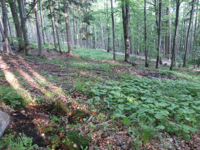 Ledový pramen (277) - březen 2008