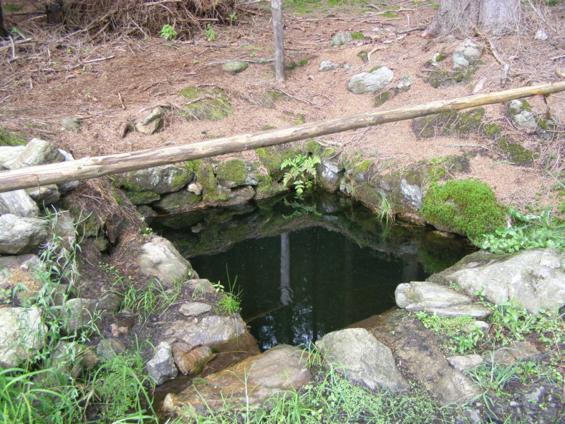 studánka Lesní tůňka (366) - srpen 2008