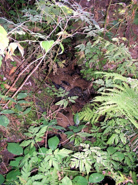 studánka Pod hájenkou (767) - listopad 2008