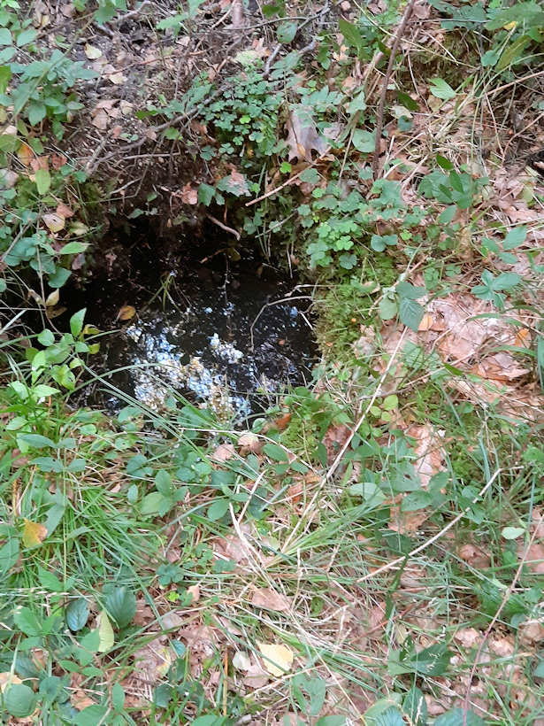 studánka Za hájenkou (13507) - září 2020