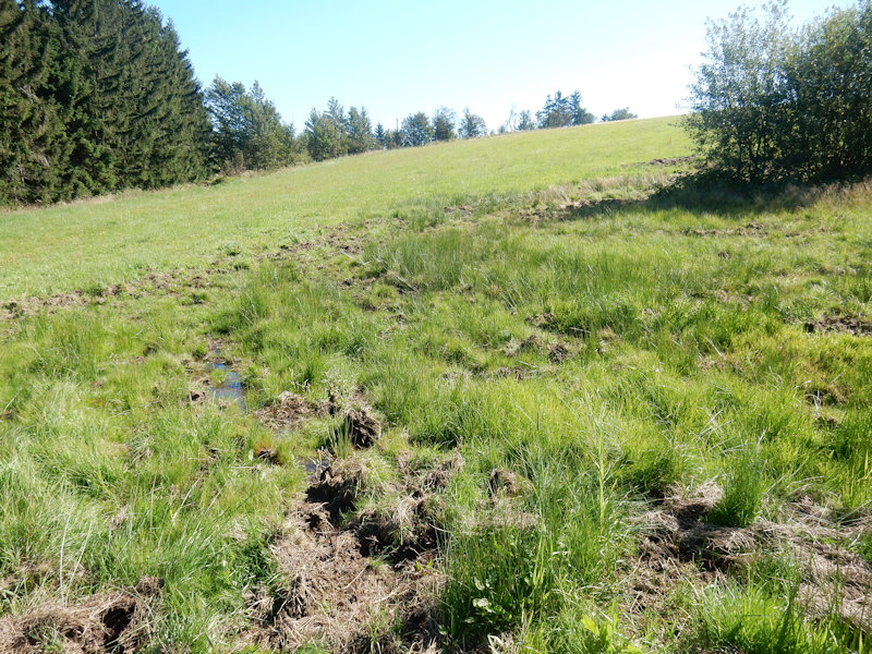 prameniště Pod Kašparovou chatou (13519) - září 2020
