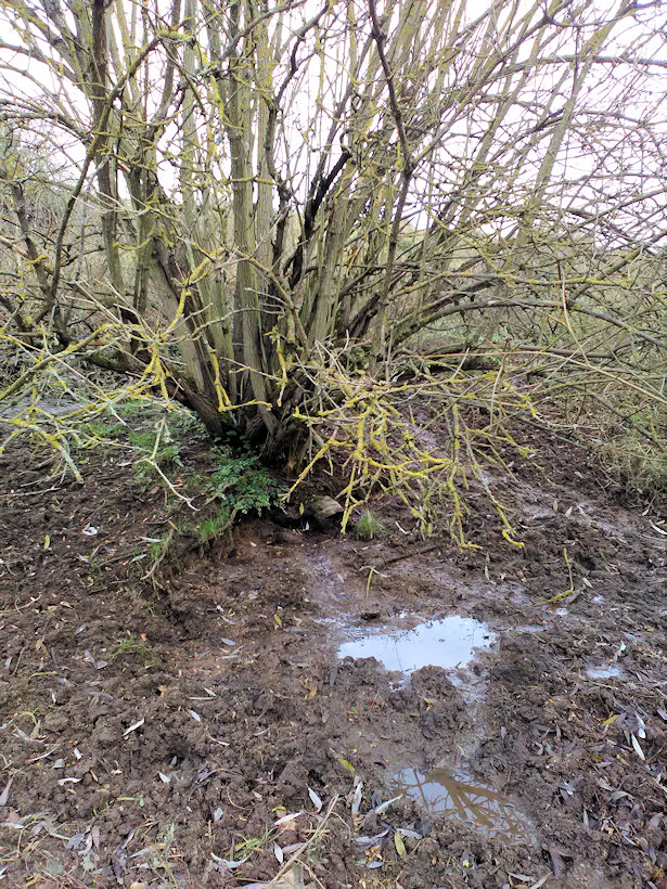 studánka Na Příčce (13645) - prosinec 2020