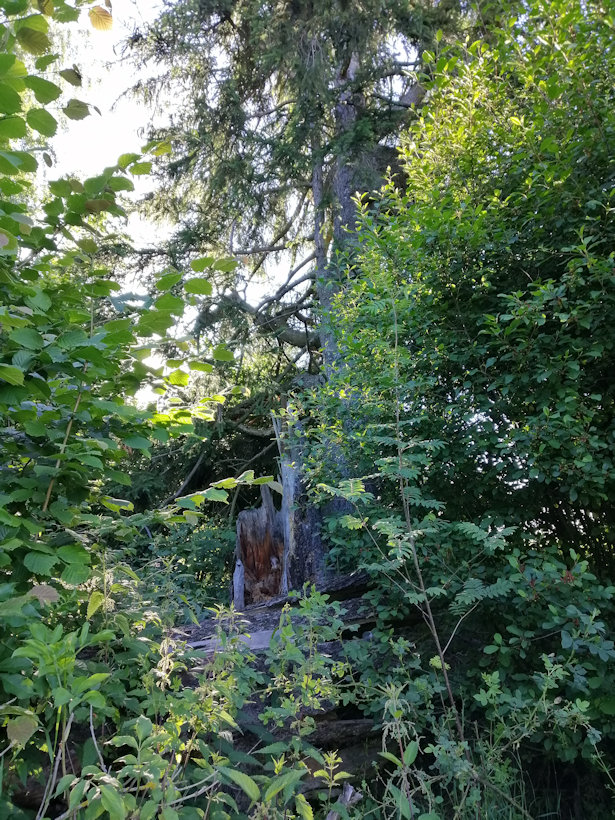 studánka U obrázku (13684) - červenec 2020