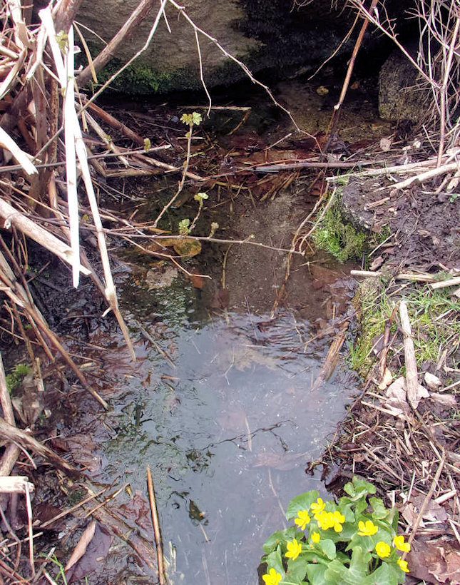 Mechová studánka (13806) - duben 2021