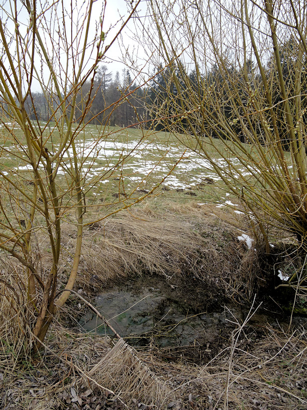 studánka Ve vrbičkách (13839) - duben 2021