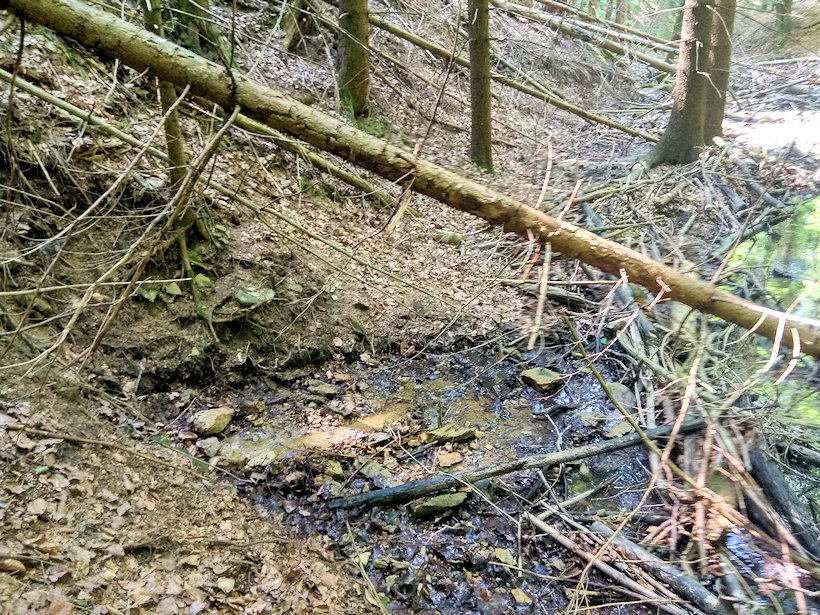 studánka U suchého smrku (13938) - červen 2021