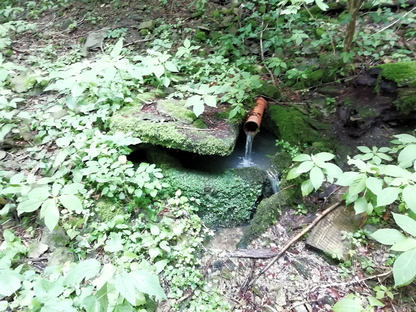 studánka Pod Sudislaví (13966) - červenec 2021