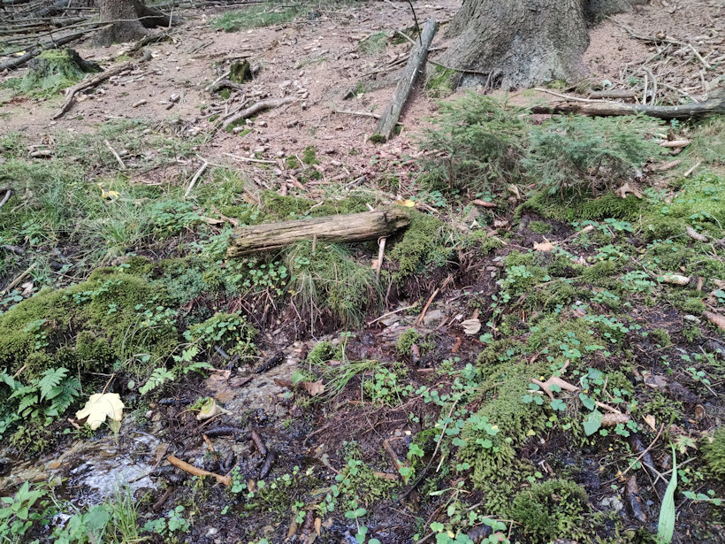 studánka bez jména (14100) - září 2021