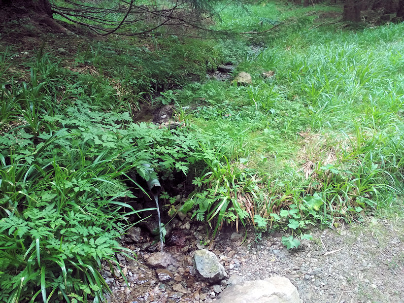 studánka U Sedlové boudy (14185) - srpen 2021