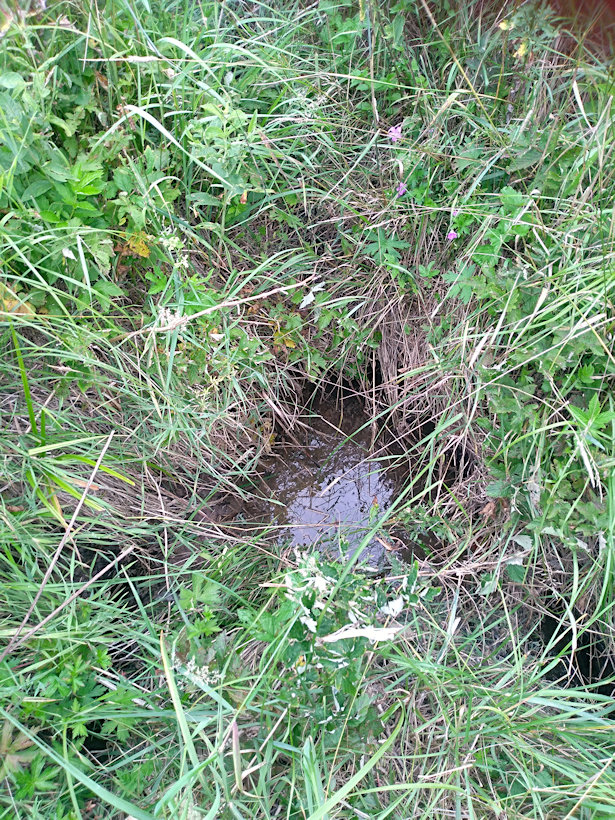 studánka Pramen Kozojedského potoka (14416) - červenec 2022