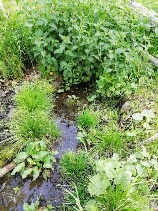 studánka U Anynky (14448) - srpen 2022