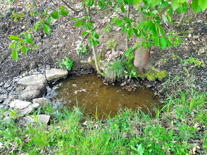 studánka Pod křížkem (14806) - květen 2023