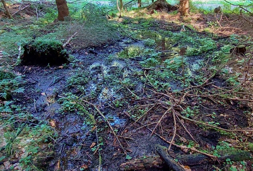 prameniště Nad cestou (15004) - září 2023
