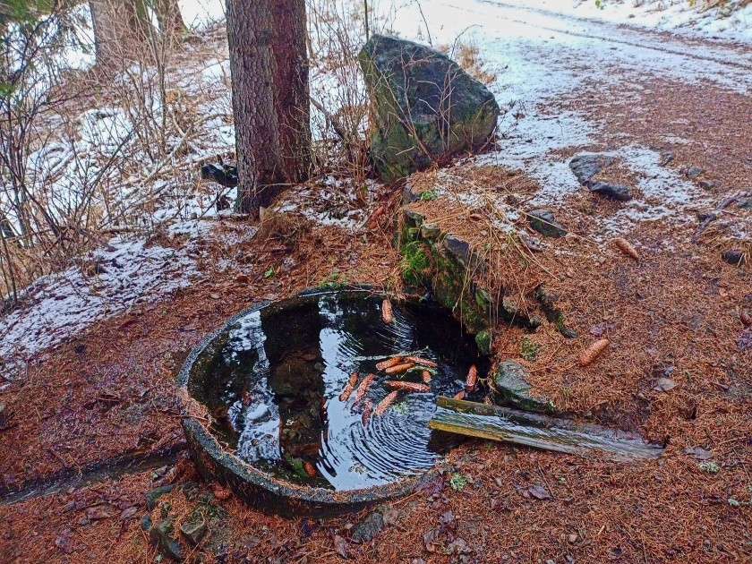 studánka U javornické kapličky II (15077) - leden 2024