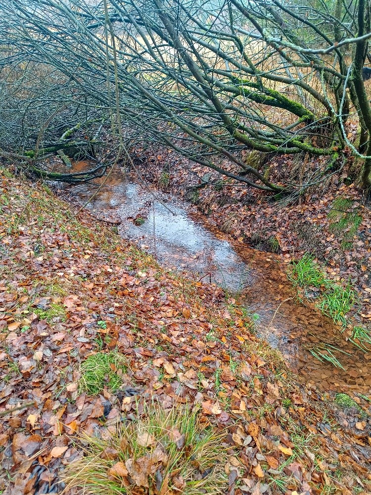 studánka Pavla (15106) - listopad 2025