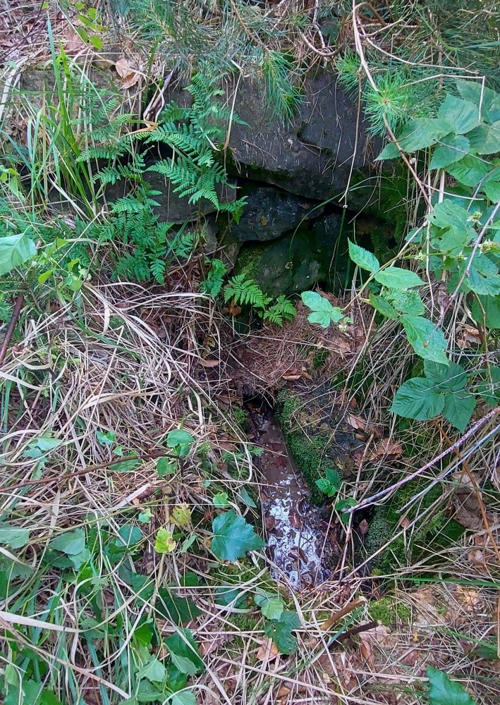 studánka Lesácká (15242) - červen 2024