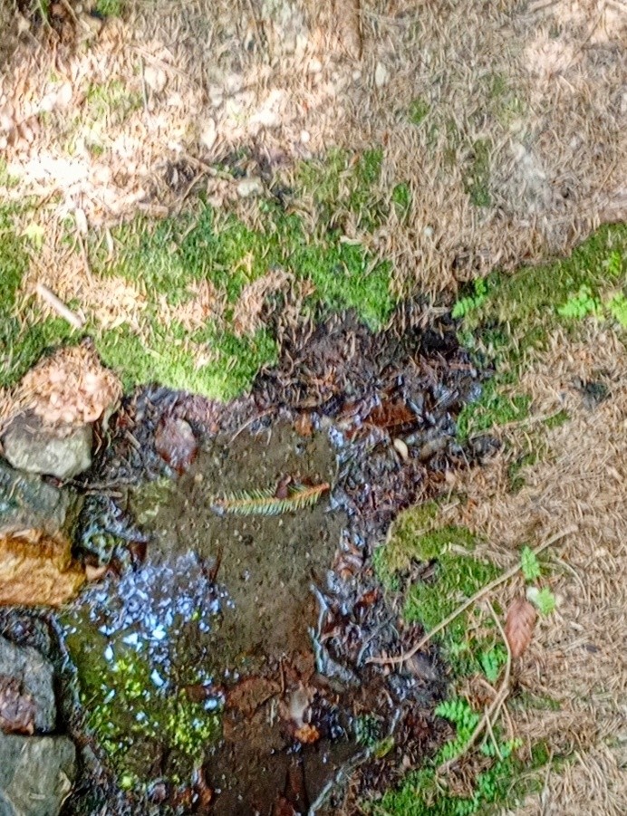 studánka Nikolův pramen (15293) - srpen 2024