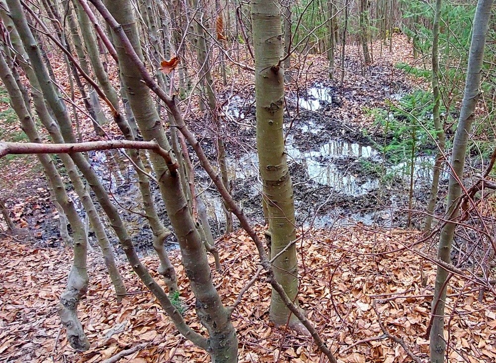 prameniště Dolní Jelenice (15431) - duben 2025