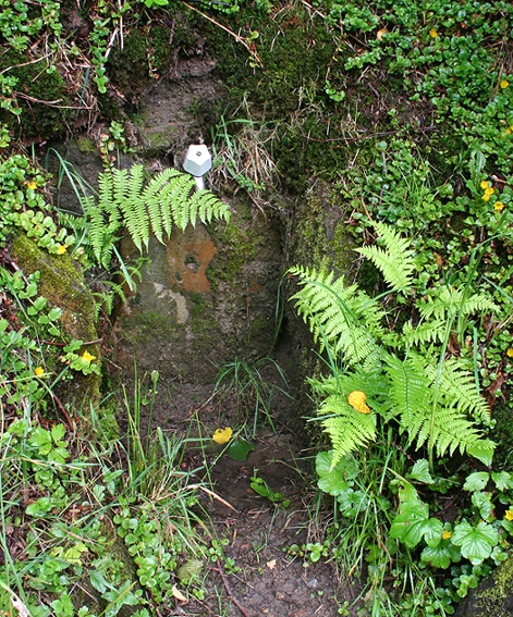 studánka Kohoutek (1520) - červenec 2009