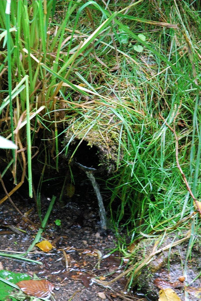 Vlčkovická studánka (1579) - červenec 2009
