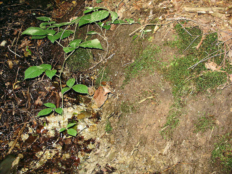 pramen Nad Mostem (1612) - červenec 2009