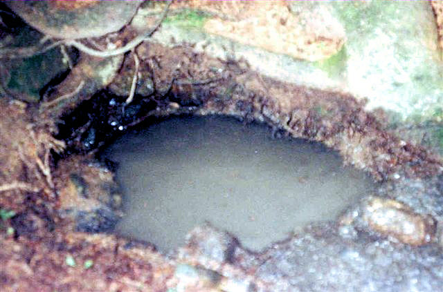 Chaloupků studánka (1656) - červenec 2009