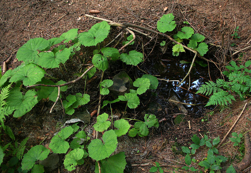 studánka Pod Krbáckem II (1820) - září 2009