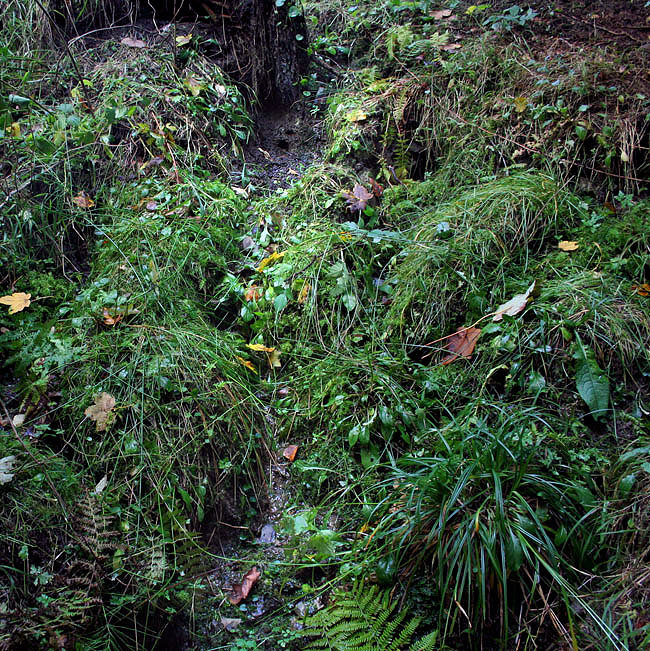 Pěnovcové prameniště (2183) - říjen 2009