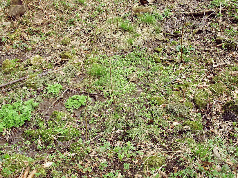 prameniště bez jména (2932) - duben 2010