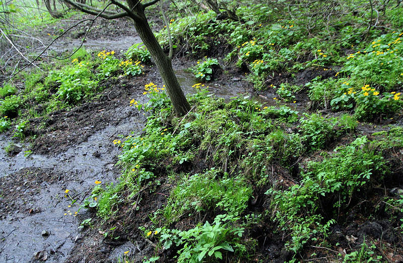 prameniště Na Láni (3142) - květen 2010
