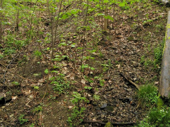prameniště U Sládků (3147) - květen 2010