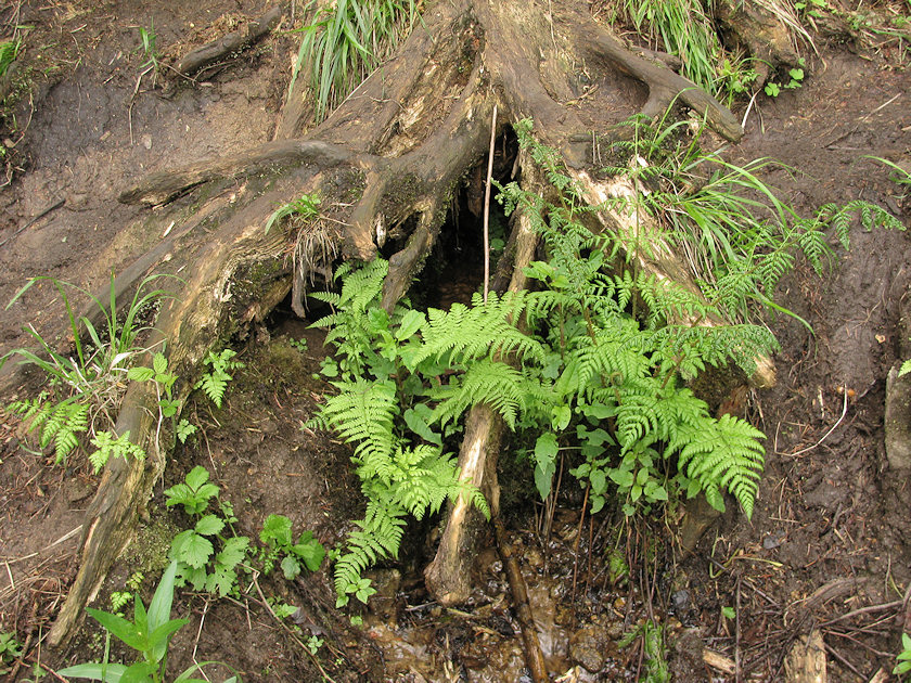 pramen Pod Pařezem (3243) - květen 2010
