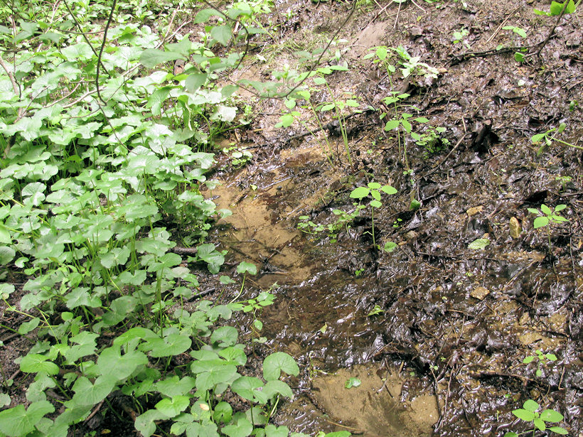 prameniště bez jména (3337) - květen 2010