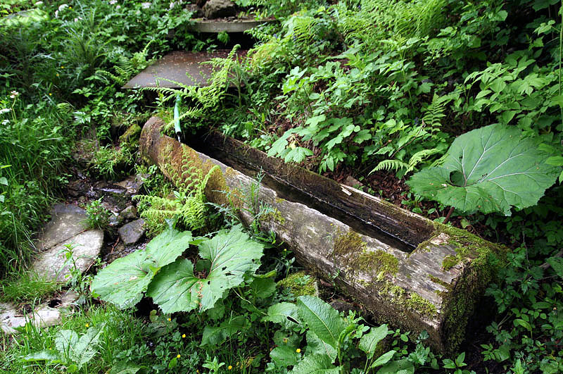 studánka U Kříža (3345) - červen 2010