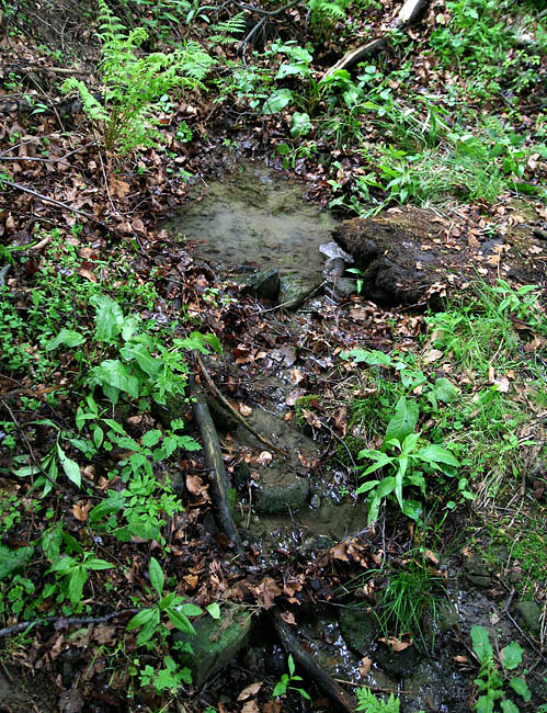 studánka V Drviskách (3346) - červen 2010