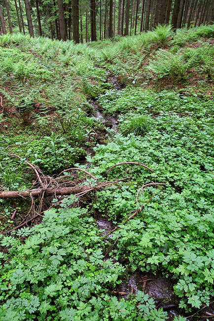 Pramen potoka Léščí II (3359) - červen 2010