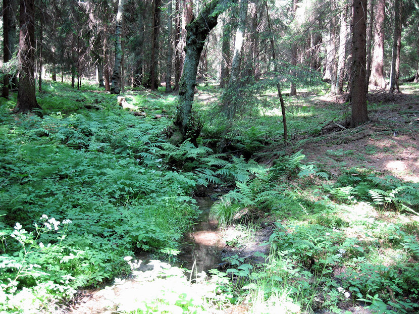 prameniště bez jména (3440) - červen 2010