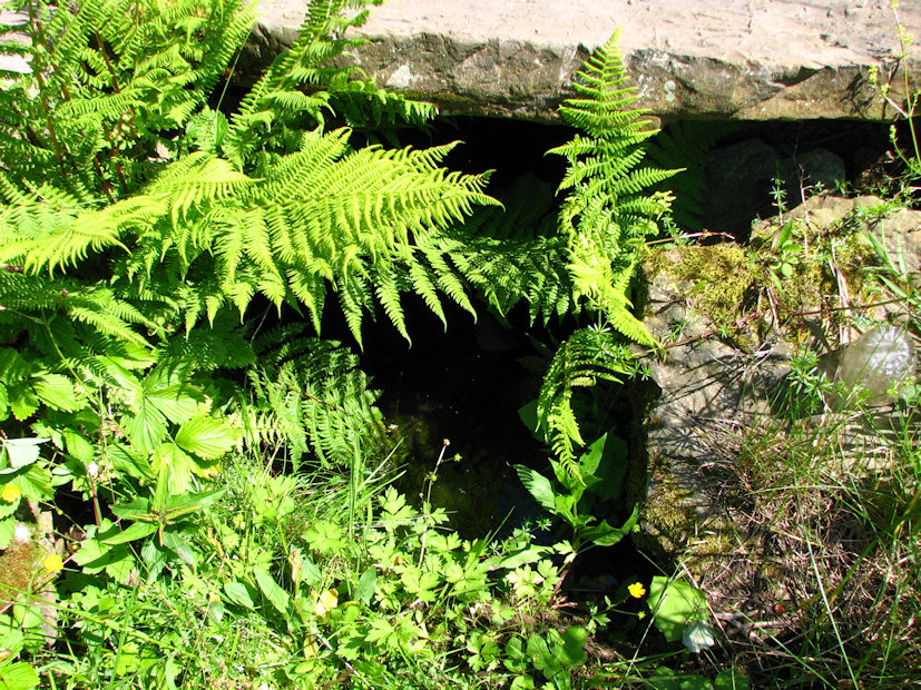 Křenkova studánka (3559) - červenec 2010