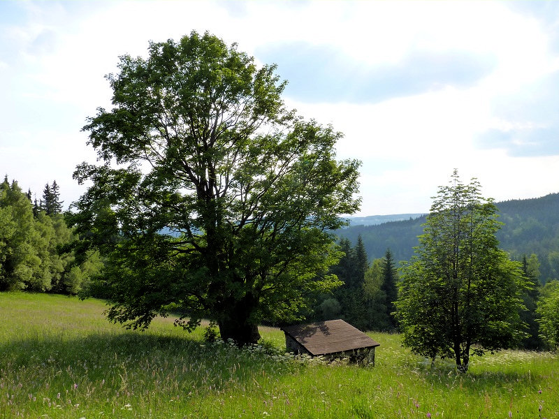studánka bez jména (3561) - červenec 2010