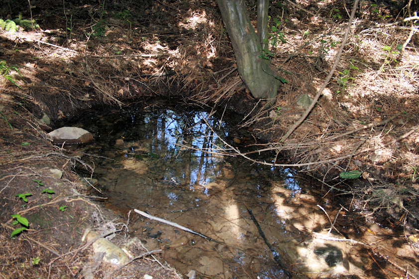 Studánka U Chaloupky (3566) - červenec 2010