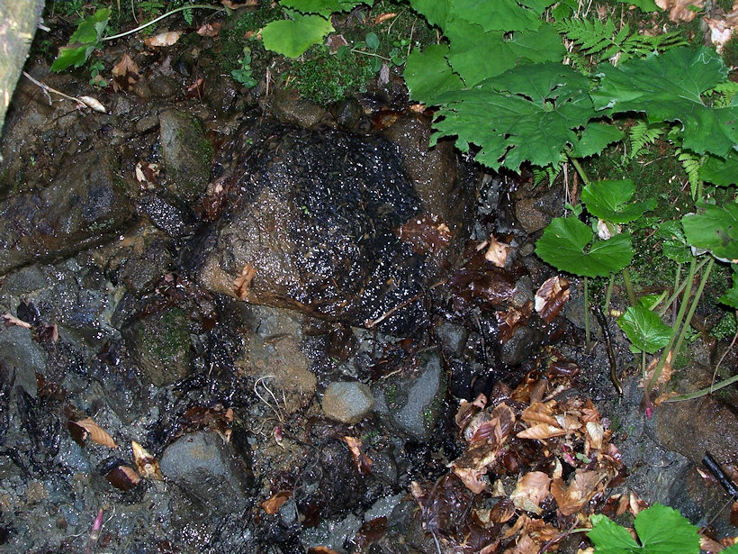 Prameniště Kamenný most (3590) - červenec 2010
