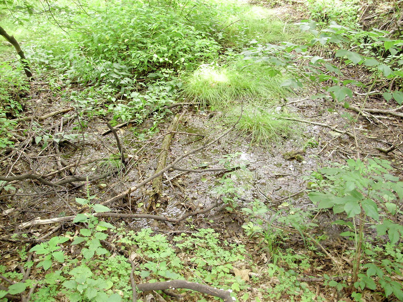 prameniště Trojlístek (3599) - červenec 2010